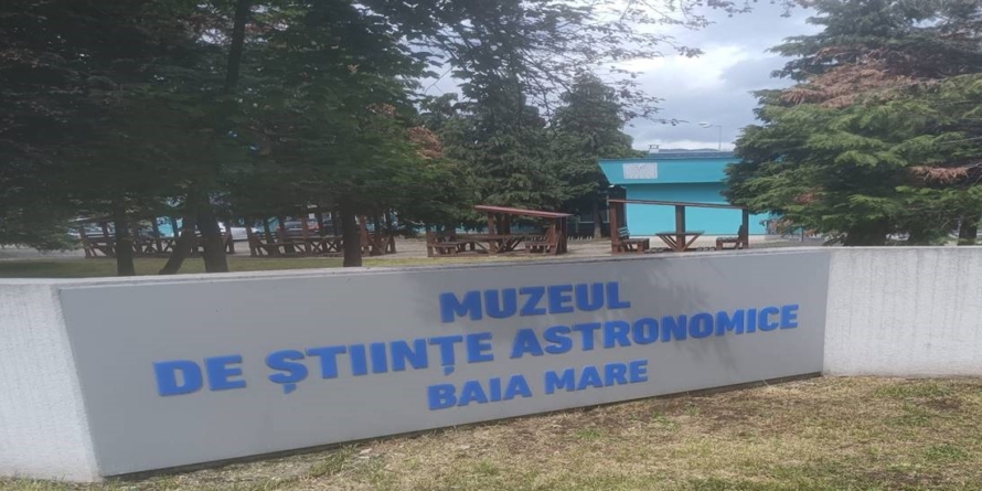 Ce preț are umbra unui copac crescut de decenii?