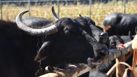 În Suciu de Jos va avea loc a II-a ediție a Festivalului Bivolului