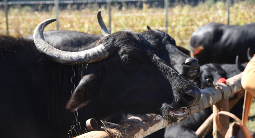 În Suciu de Jos va avea loc a II-a ediție a Festivalului Bivolului