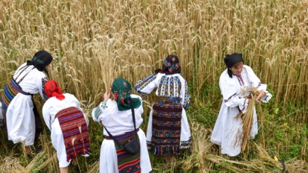 Se organizează clacă de secerat în Suciu de Sus