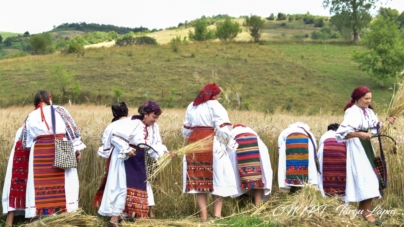 Înapoi la rădăcini: Clacă de secerat ca odinioară la Suciu de Sus