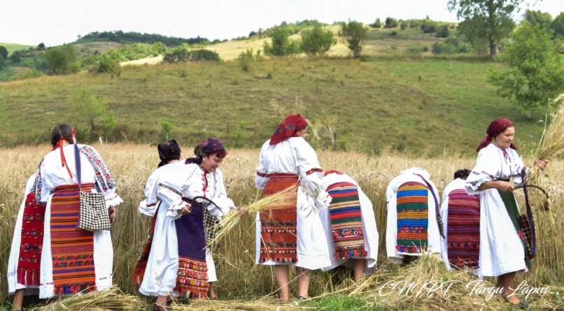 Înapoi la rădăcini: Clacă de secerat ca odinioară la Suciu de Sus
