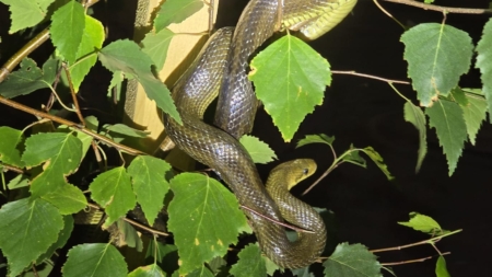 Șarpe găsit într-un copac pe o stradă din Baia Mare, relocat în pădure