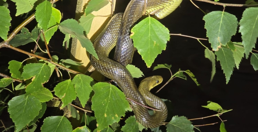 Șarpe găsit într-un copac pe o stradă din Baia Mare, relocat în pădure