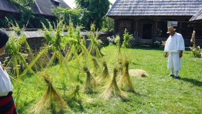 Amintiri din satul tradițional maramureșean: „Sămânam cânepă, nu s-o știut atunci de drog, să făce pânză”