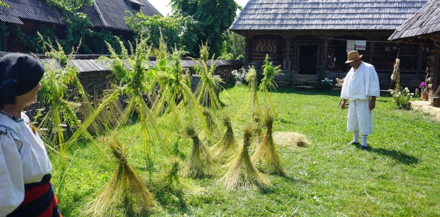 Amintiri din satul tradițional maramureșean: „Sămânam cânepă, nu s-o știut atunci de drog, să făce pânză”