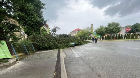 Chiar în fața polițiștilor! Un copac s-a prăbușit peste mașina lor