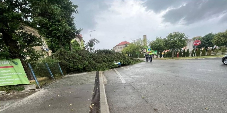 Chiar în fața polițiștilor! Un copac s-a prăbușit peste mașina lor