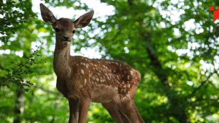 Caravana TIFF Unlimited  îl aduce pe Bambi la Târgu Lăpuș