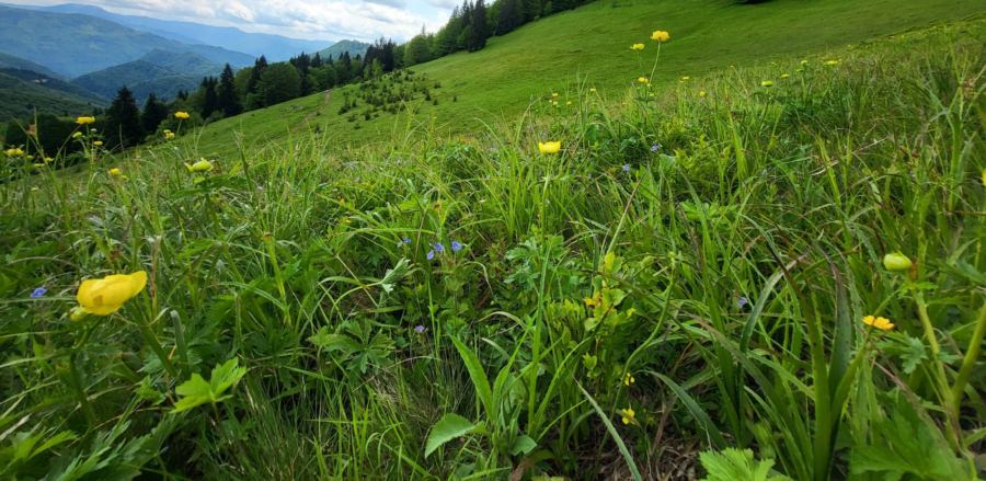 Peisaje de poveste cu bulbuci de munte înfloriți în Parcul Natural Munții Maramureșului
