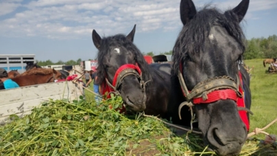 Festival ecvestru în Asuaju de Sus