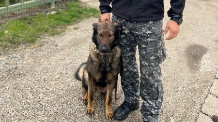 Câinele Gam, ajutor de nădejde pentru polițiști. A verificat în două ore zeci de mașini