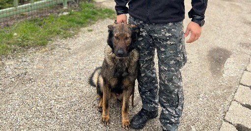 Câinele Gam, ajutor de nădejde pentru polițiști. A verificat în două ore zeci de mașini