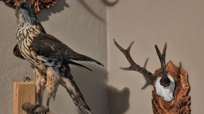 Percheziții în Borșa într-un dosar de nerespectare a regimului armelor și munițiilor și braconaj