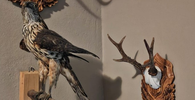 Percheziții în Borșa într-un dosar de nerespectare a regimului armelor și munițiilor și braconaj