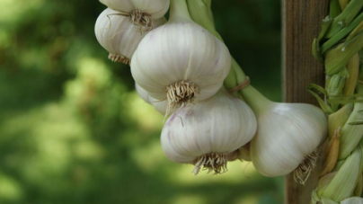 Usturoiul românesc „Danubius”