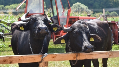 Muzică, tradiție și bunătăți la Festivalul Bivolului din Țara Lăpușului