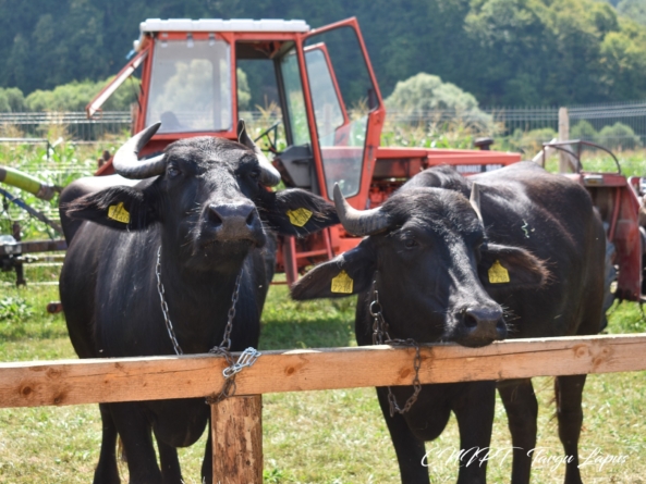 Muzică, tradiție și bunătăți la Festivalul Bivolului din Țara Lăpușului