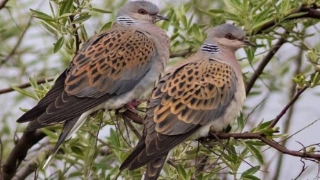 Un decret al guvernului francez reautorizează  vânătoarea de turturele