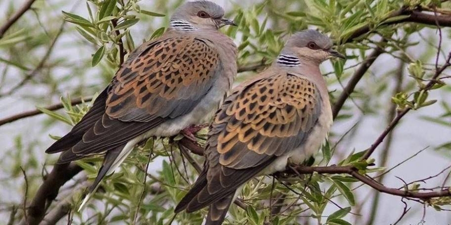 Un decret al guvernului francez reautorizează  vânătoarea de turturele