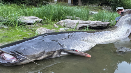 Somn uriaș prins în Cehia: „Unul dintre cei mai mari văzuți vreodată în Europa”