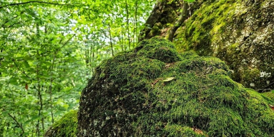 Ziua Vulcanilor, sărbătorită în premieră la Bulbucul Mare din Șurdești