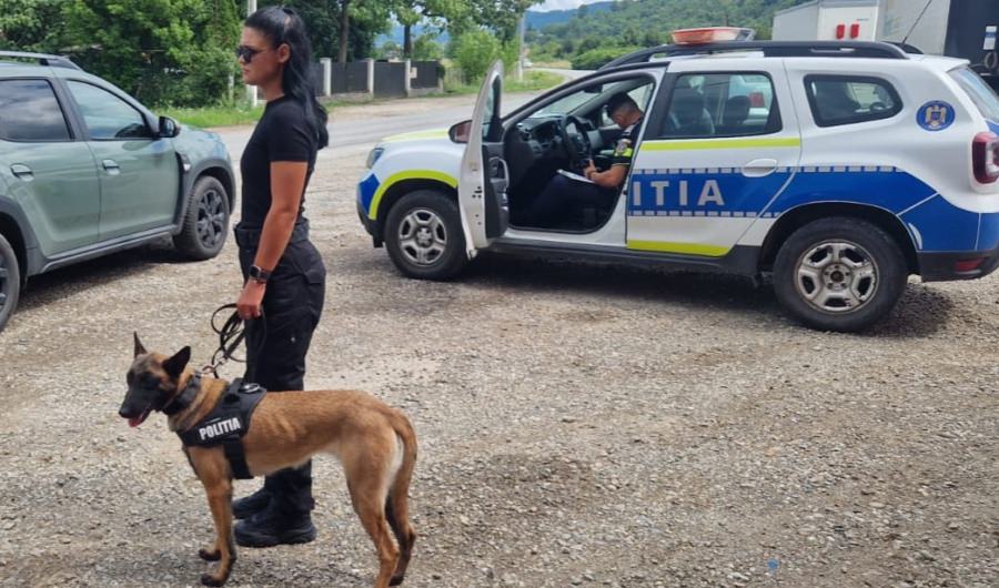 Eroi cu patru lăbuțe: Cei nouă câini ai Poliției Maramureș, parteneri de nădejde în misiuni și prieteni de viață