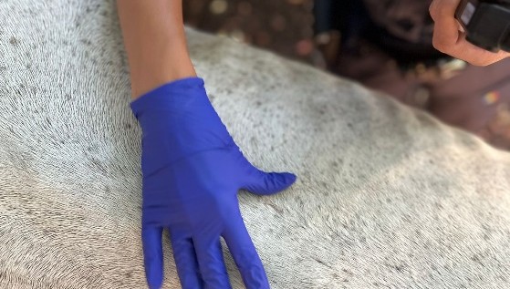 Cal maltratat trimis într-un adăpost după un control al polițiștilor de la Protecția Animalelor