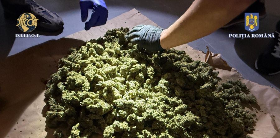 Captură de 2,5 kg de canabis în Baia Mare. Două persoane au fost arestate