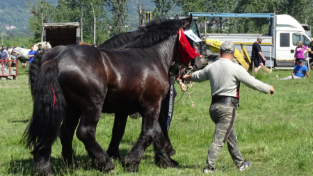 Festival ecvestru la Săsar