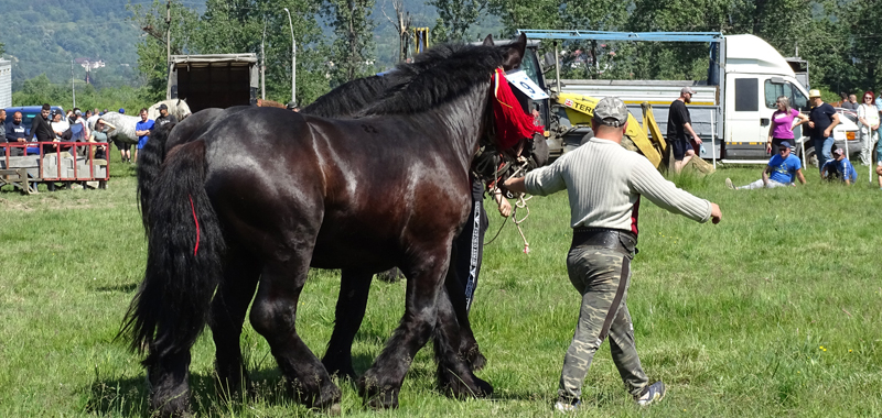 Festival ecvestru la Săsar