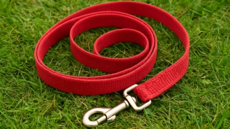 Bărbat de 76 de ani cercetat pentru uciderea unui câine