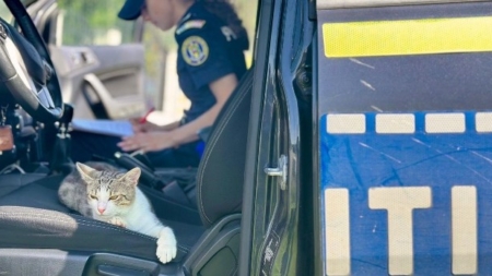 Polițiștii de la Protecția Animalelor au mers să salveze un câine și au câștigat prietenia unei pisici