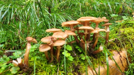 Ciupercile, micile comori din Parcul Național Munții Rodnei