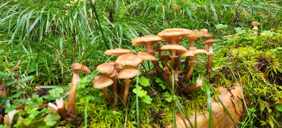 Ciupercile, micile comori din Parcul Național Munții Rodnei