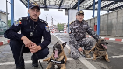 Echipă canină la frontieră: Edak și Ace, aliați de încredere în combaterea infracționalității transfrontaliere