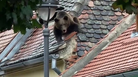 E oficial: autoritățile vor putea acționa imediat împotriva urșilor care coboră în localități