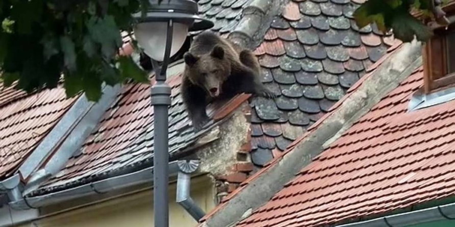 E oficial: autoritățile vor putea acționa imediat împotriva urșilor care coboră în localități