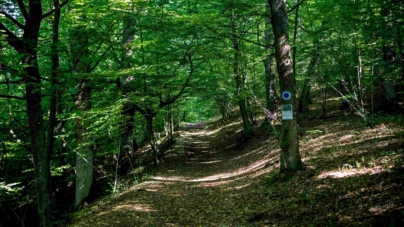 „Crăiasca – o pădure cu poveste”: Un traseu tematic reabilitat în Pădurea Crăiască din Ocna Șugatag