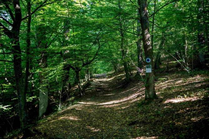 „Crăiasca – o pădure cu poveste”: Un traseu tematic reabilitat în Pădurea Crăiască din Ocna Șugatag