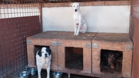 Recensământul câinilor continuă la Sighet