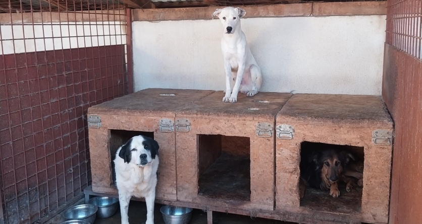 Recensământul câinilor continuă la Sighet