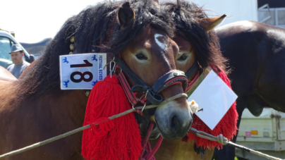 În acest weekend: În Baia Mare va avea loc un Festival Ecvestru Internațional