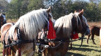 În Maramureș: Probele de tracțiune, interzise la expozițiile și concursurile ecvestre