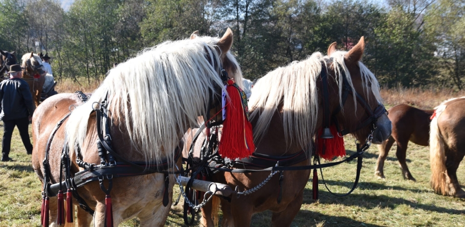 În Maramureș: Probele de tracțiune, interzise la expozițiile și concursurile ecvestre