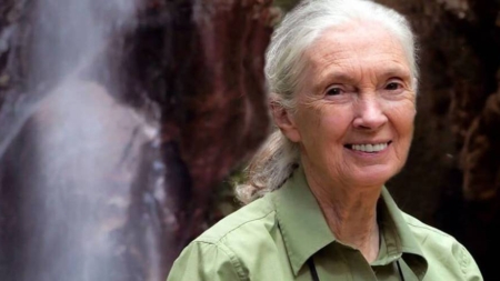 O legendă a științei și conservării – Dr. Jane Goodall a încetat din viață la 91 de ani