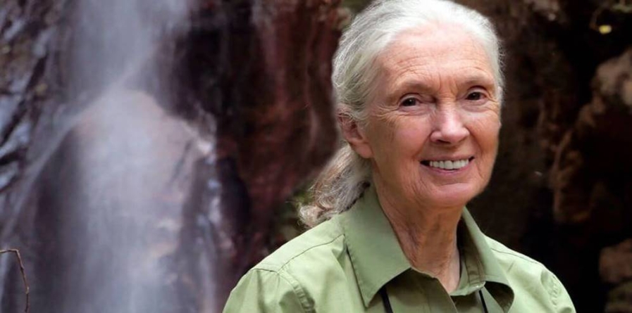 O legendă a științei și conservării – Dr. Jane Goodall a încetat din viață la 91 de ani