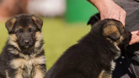 Autoritățile din orașul Salcea, județul Suceava, au introdus taxa pe câini