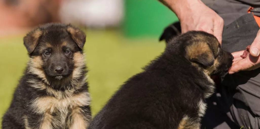 Autoritățile din orașul Salcea, județul Suceava, au introdus taxa pe câini