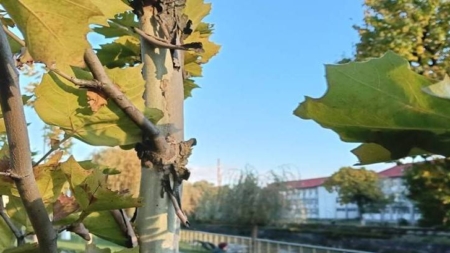 Prognoza meteo Maramureș – 1 noiembrie 2025